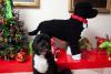 Bo, the Obama family dog, sits by a larger-than-life holiday decoration of himself in the East Garden Room of the White House, November 30, 2010. Some 80 volunteers helped create the 4 foot statue, which is made of 40,000 pipe cleaners.